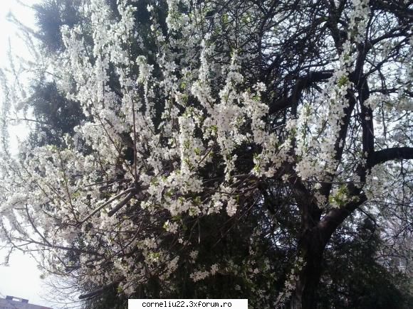 devotional pentru omului se gandeste pe ce cale sa mearga, dar domnul ii indreapta nr 110: ai